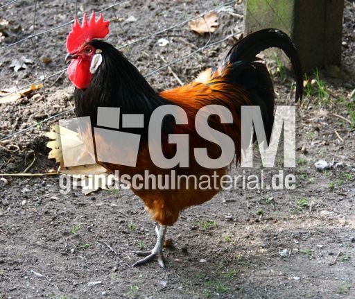 Hahn-225.jpg